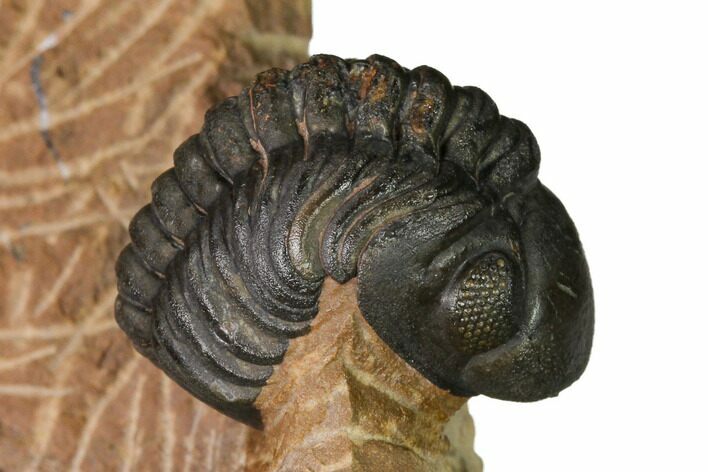 Reedops Trilobite With Nice Eyes - Lghaft , Morocco #164636